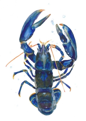 Picture of A BLUE LOBSTER