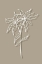 Picture of FLOWER SHADE