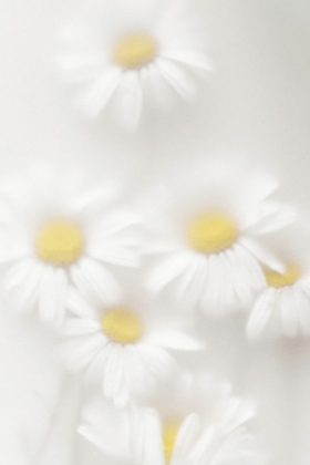 Picture of DAISIES