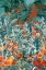 Picture of PANDEMONIUM OF PARROTS (COLLECTIVE NOUNS)