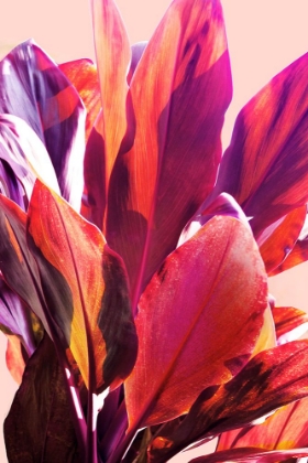 Picture of FUCHSIA LEAVES I