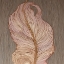 Picture of FLORA I