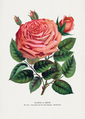 Picture of PINK ROSE