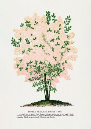 Picture of PURPLE FRINGE TREE LITHOGRAPH