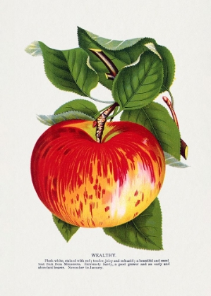 Picture of WEALTHY APPLE LITHOGRAPH