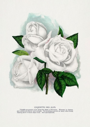 Picture of WHITE ROSE