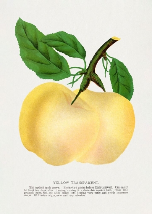 Picture of YELLOW TRANSPARENT APPLE LITHOGRAPH