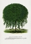 Picture of KILMARNOCK WEEPING WILLOW TREE LITHOGRAPH
