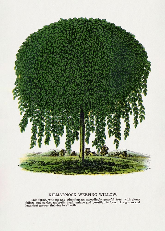 Picture of KILMARNOCK WEEPING WILLOW TREE LITHOGRAPH