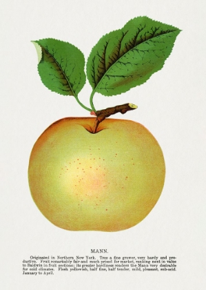 Picture of MANN APPLE LITHOGRAPH