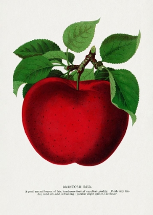 Picture of MCINTOSH RED APPLE LITHOGRAPH