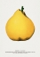 Picture of PROLIFIC PEAR LITHOGRAPH