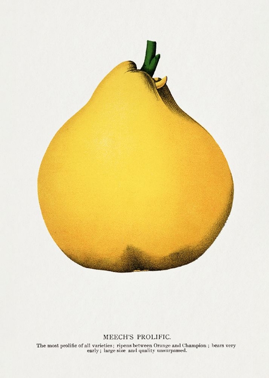 Picture of PROLIFIC PEAR LITHOGRAPH