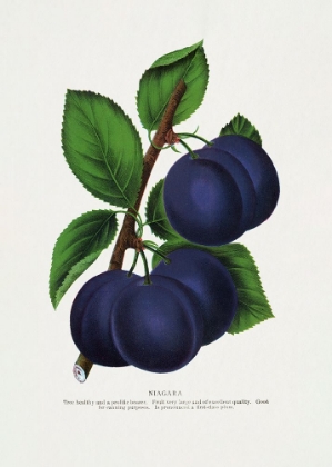 Picture of NIAGARA PLUM LITHOGRAPH
