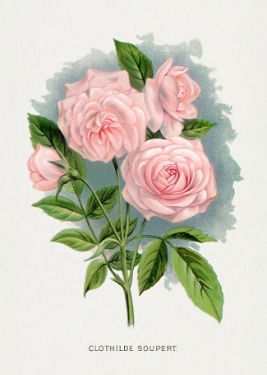 Picture of PINK ROSE