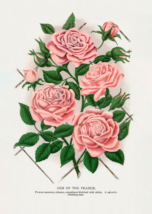 Picture of PINK ROSE