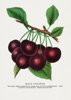 Picture of BLACK TARTARIAN CHERRY LITHOGRAPH