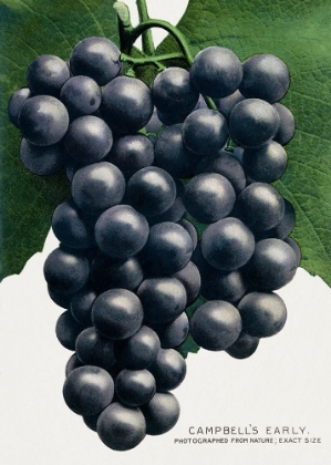 Picture of CAMPBELLS EARLY GRAPE LITHOGRAPH