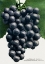 Picture of CAMPBELLS EARLY GRAPE LITHOGRAPH