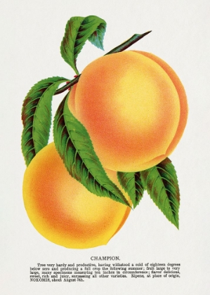 Picture of CHAMPION PLUM LITHOGRAPH