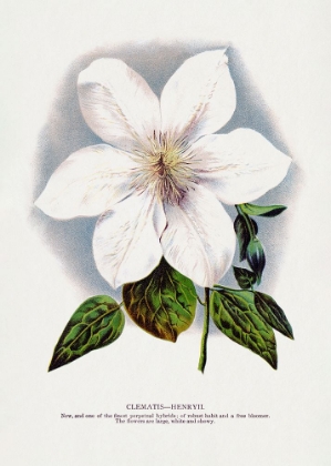 Picture of CLEMATIS FLOWER LITHOGRAPH