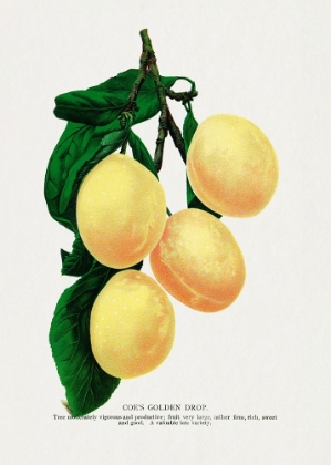 Picture of GOLDEN DROP PLUM LITHOGRAPH