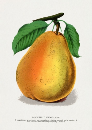 Picture of DUCHESS DANGOULEME PEAR LITHOGRAPH