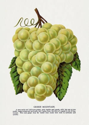 Picture of GREEN MOUNTAIN GRAPE LITHOGRAPH