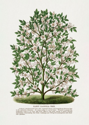 Picture of HARDY MAGNOLIA TREE LITHOGRAPH