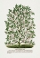 Picture of HARDY MAGNOLIA TREE LITHOGRAPH