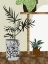 Picture of POT PLANT ARRANGEMENT