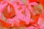Picture of CORAL FLOWER RYTHM
