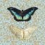 Picture of BUTTERFLIES