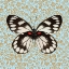 Picture of BUTTERFLY #1