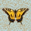 Picture of BUTTERFLY #4