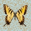 Picture of BUTTERFLY #5
