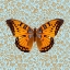 Picture of BUTTERFLY #6