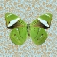 Picture of BUTTERFLY #8