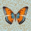 Picture of BUTTERFLY #9