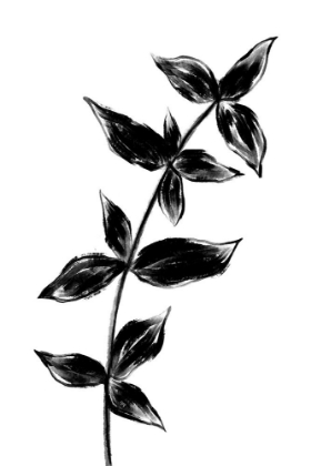 Picture of BLACK PLANT1
