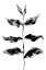 Picture of BLACK PLANT