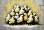Picture of CHICKENS