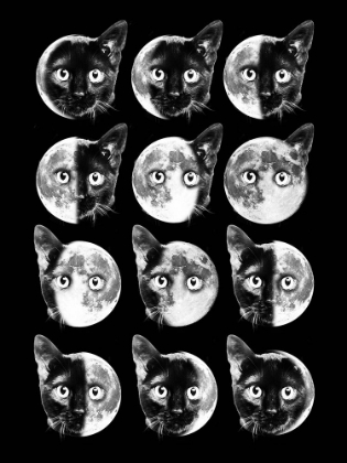 Picture of CAT MOON PHASES