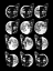 Picture of CAT MOON PHASES