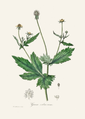 Picture of WOOD AVENS (GEUM URBANUM)  MEDICAL BOTANY