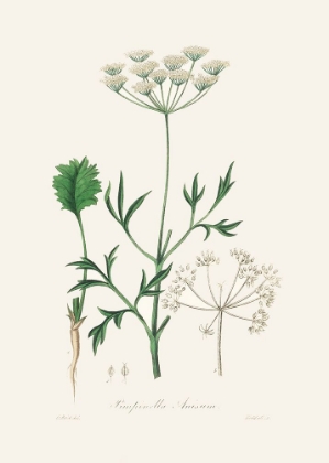 Picture of ANISEED (PIMPINELLA ANISUM) MEDICAL BOTANY