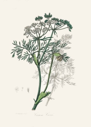 Picture of CARAWAY (CARUM CARUI) MEDICAL BOTANY