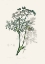 Picture of CARAWAY (CARUM CARUI) MEDICAL BOTANY