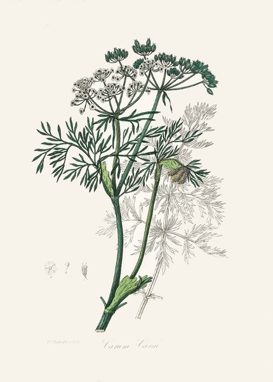 Picture of CARAWAY (CARUM CARUI) MEDICAL BOTANY