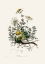 Picture of CHAMOMILE (ANTHEMIS NOBILIS) MEDICAL BOTANY